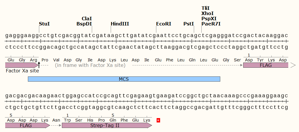 pMHE5Tc 多克
隆位点 点击看大图 pMHE5Tc 多克隆位点